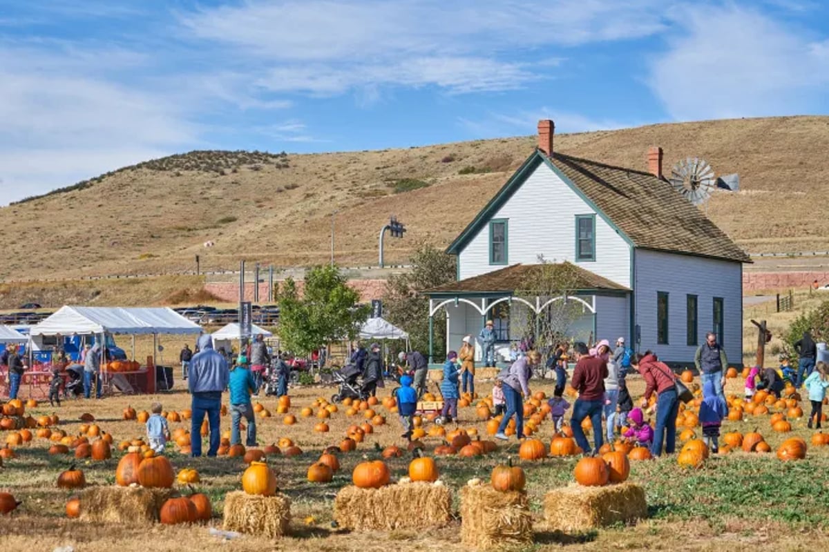 Families pick pumpkins on the lawn below the restored white Schweiger Ranch house and windmill at the Lone Tree Fall Festival