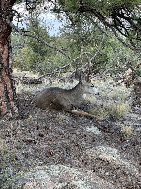 A mule deer buck bedded down in the shade of a pine on Golden Eagle Loop at Lost Canyon Ranch Open Space, Castle Rock