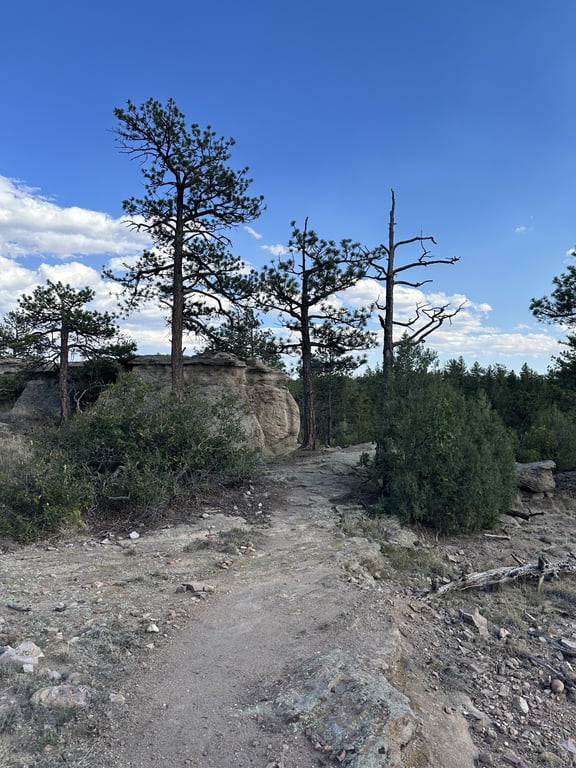 An open dirt stretch of Golden Eagle Loop through scattered pines and slickrock at Lost Canyon Ranch Open Space, Castle Rock