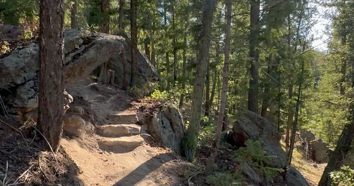 A sunlit trail climbing through pines at Lost Canyon Ranch Open Space in Castle Rock, Colorado