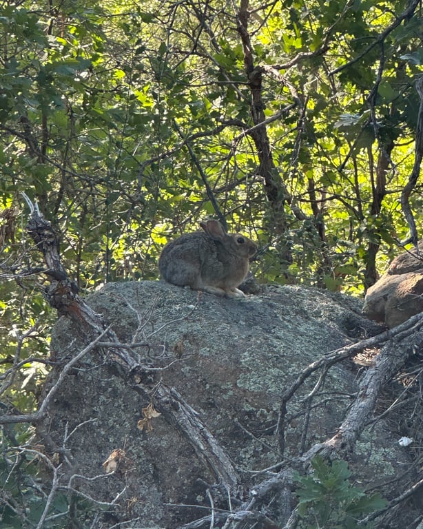 A cottontail rabbit beside a boulder at Lost Canyon Ranch Open Space, Castle Rock