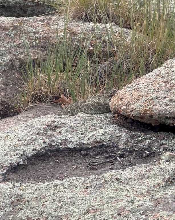 A rattlesnake coiled on the granite at Lost Canyon Ranch, photographed on a 2025 visit before the open space opened, Castle Rock