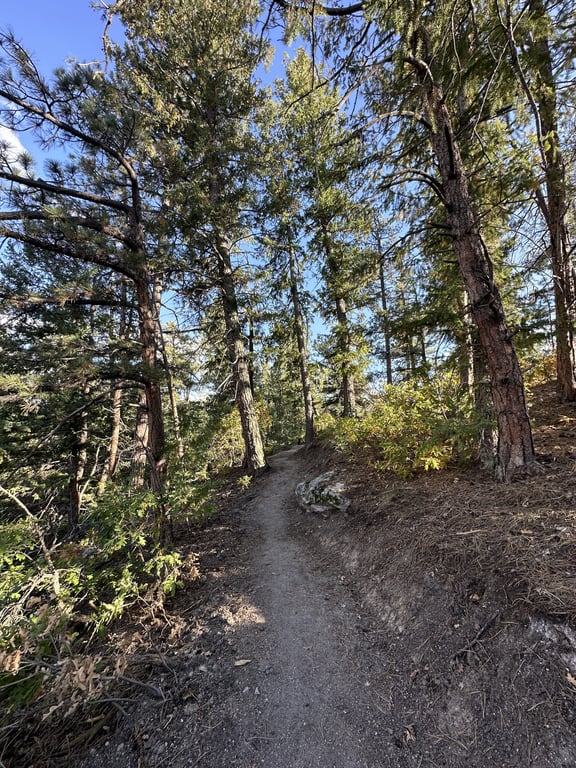 A shaded dirt trail through tall ponderosa pines on Rustler's Ridge Loop at Lost Canyon Ranch Open Space, Castle Rock