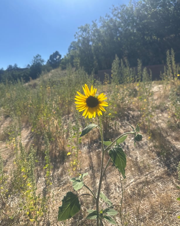 A wild sunflower along the Willow Creek trail at Lost Canyon Ranch Open Space, Castle Rock