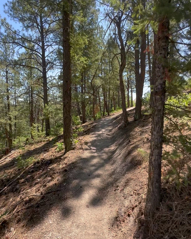 The Turkey Track Loop at Lost Canyon Ranch Open Space, a forested singletrack climbing through pines, Castle Rock