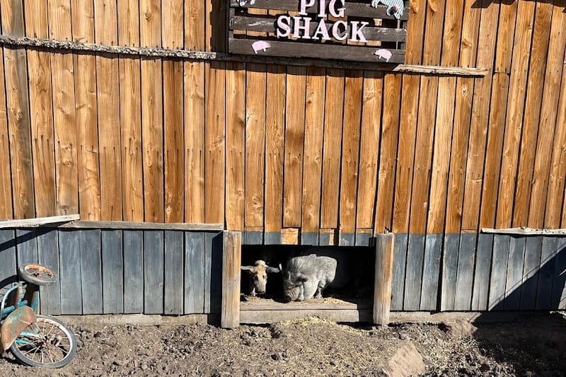 The Pig Shack barn at Lone Creek Farms in Franktown