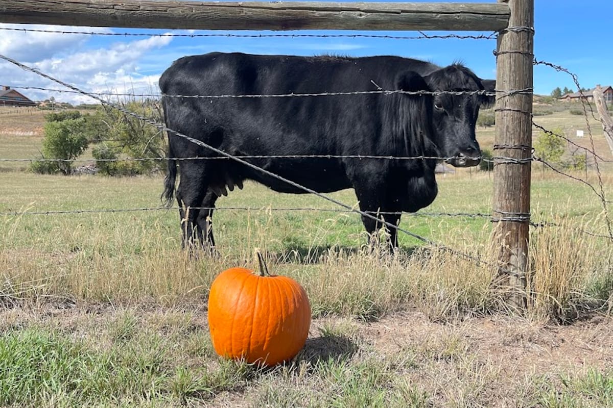Barnside Pumpkins featured offerings
