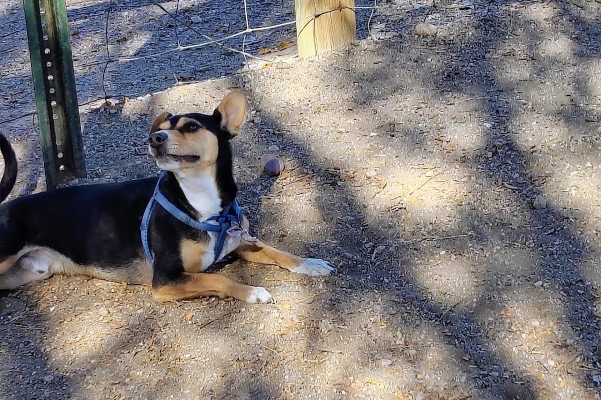 Hound Hill Dog Park featured offerings