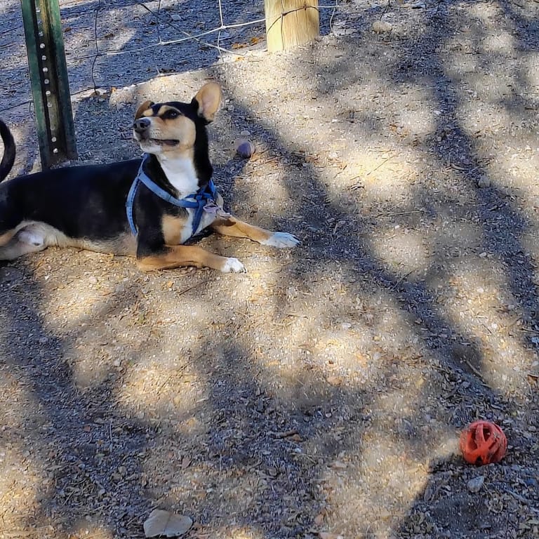 Hound Hill Dog Park featured offerings