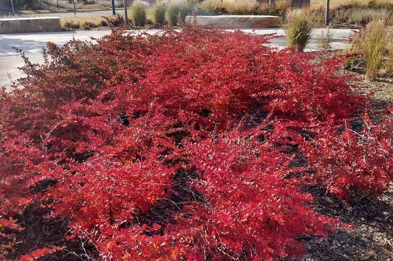 Ridgegate Trail park in Lone Tree, Colorado