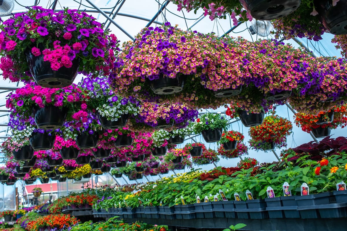 Pine Lane Nursery featured offerings