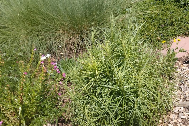 Sedalia Museum and Gardens attraction in Sedalia, Colorado