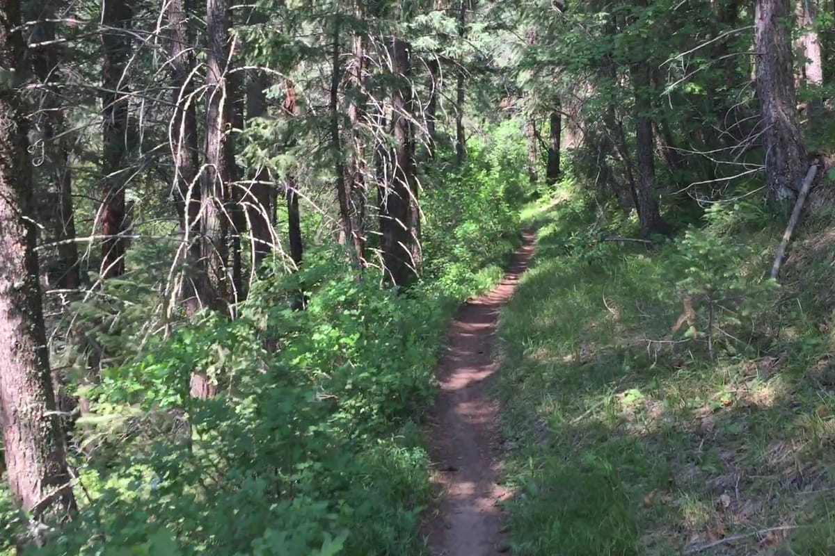 Interior view of Colorado Trail / Indian Creek Trail Junction