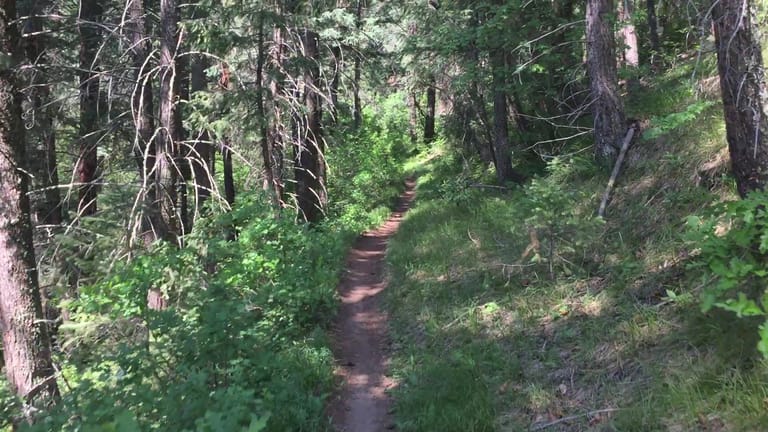 Interior view of Colorado Trail / Indian Creek Trail Junction
