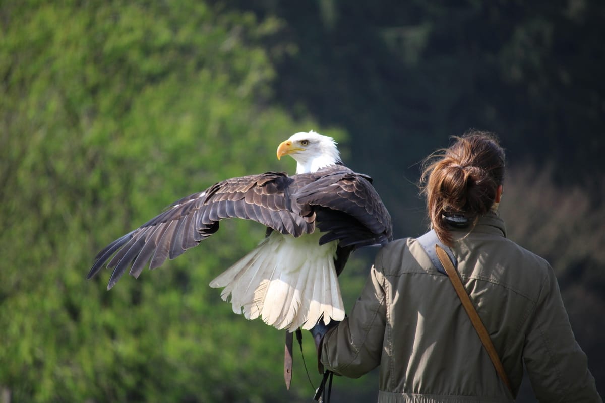 Rocky Mountain Wildlife Alliance photo 3