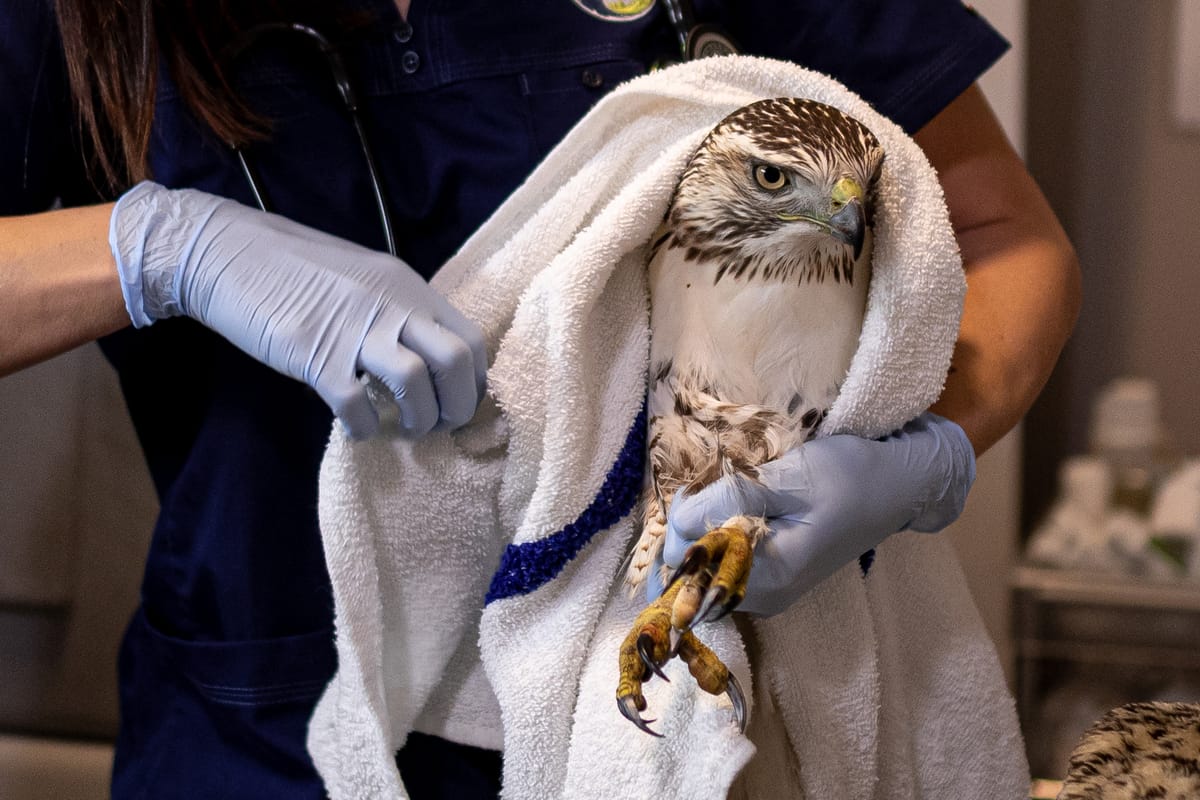 Rocky Mountain Wildlife Alliance photo 4