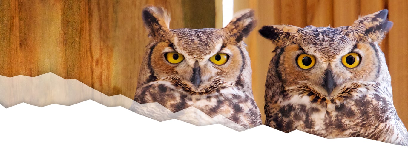 Rocky Mountain Wildlife Alliance Open House