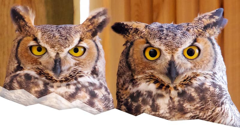 Rocky Mountain Wildlife Alliance Open House at Rocky Mountain Wildlife Alliance