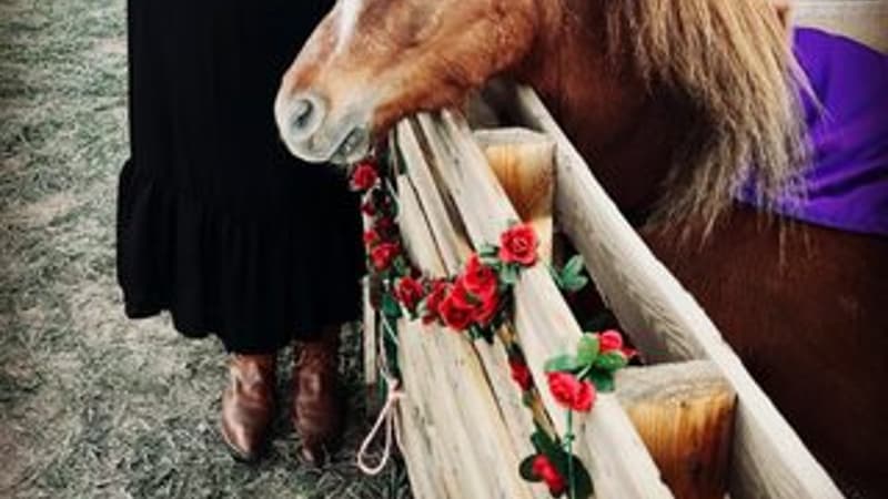 Colorado Nonprofit Mini Derby at Sky View Farm