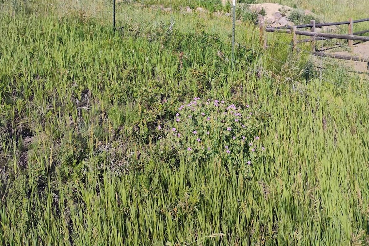 Spruce Meadows Open Space Trailhead featured offerings