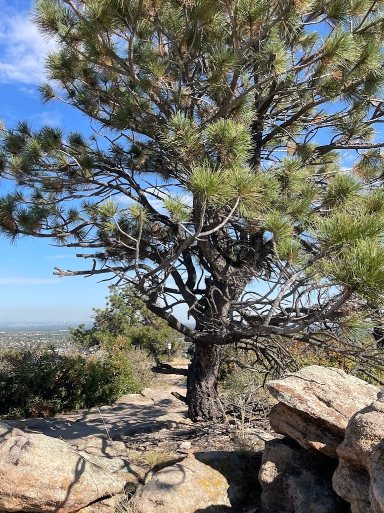 Wildcat Mountain featured offerings