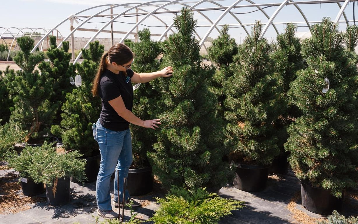 Arbor Valley Nursery