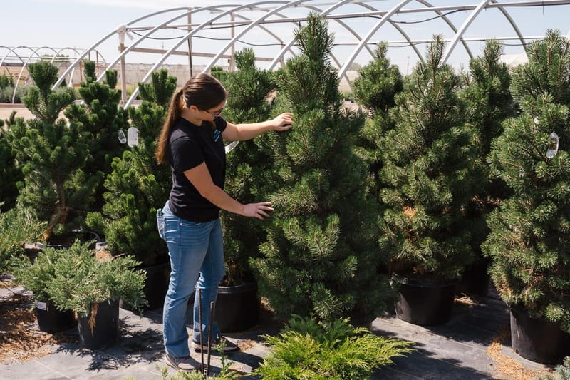 Arbor Valley Nursery retail store in Franktown, Colorado