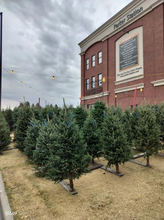 Mr. Jingles Christmas Trees