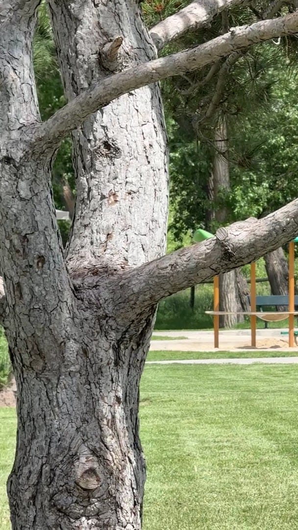Interior view of Cottonwood Park West Playground