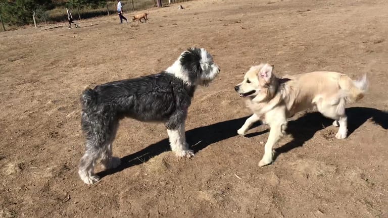 Interior view of Hound Hill Dog Park