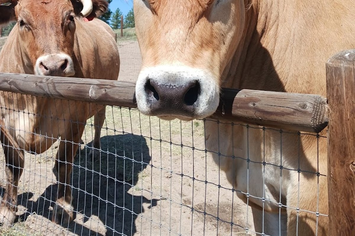 The Random Ranch featured offerings