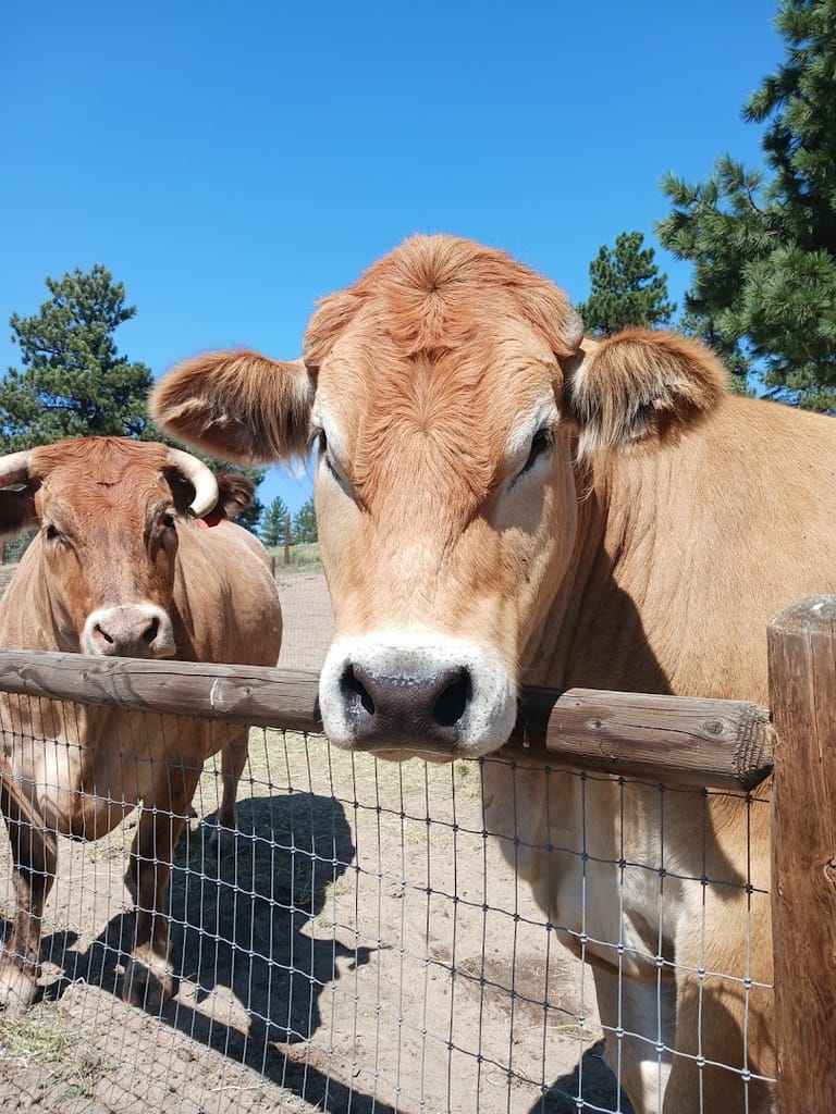 The Random Ranch featured offerings