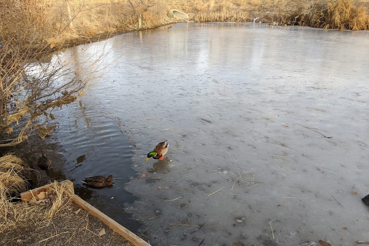 The Duck Pond atmosphere and seating