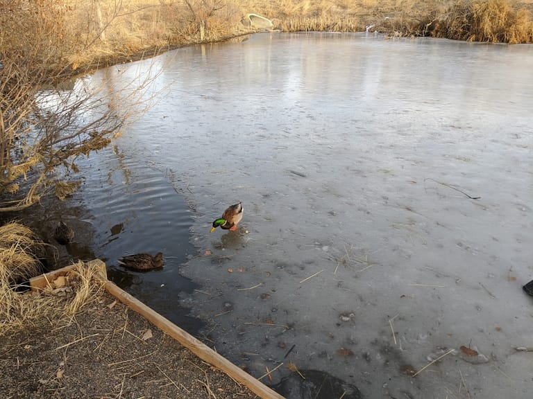 The Duck Pond atmosphere and seating