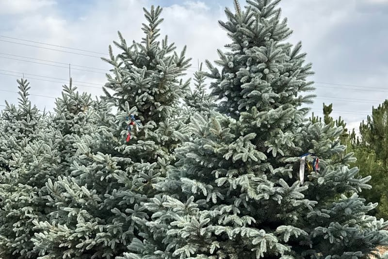 Castlewood Gardens retail store in Franktown, Colorado