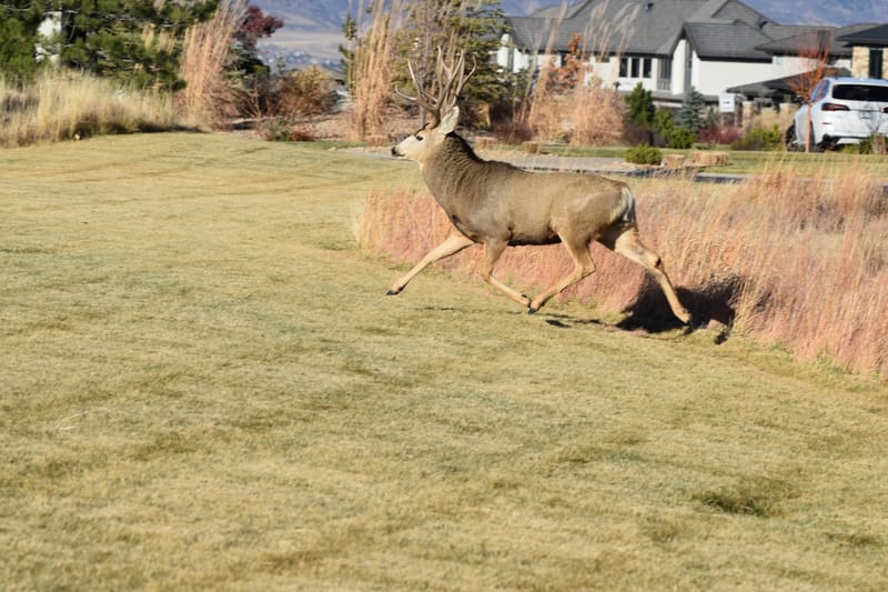 Clover's Little Park park in Littleton, Colorado