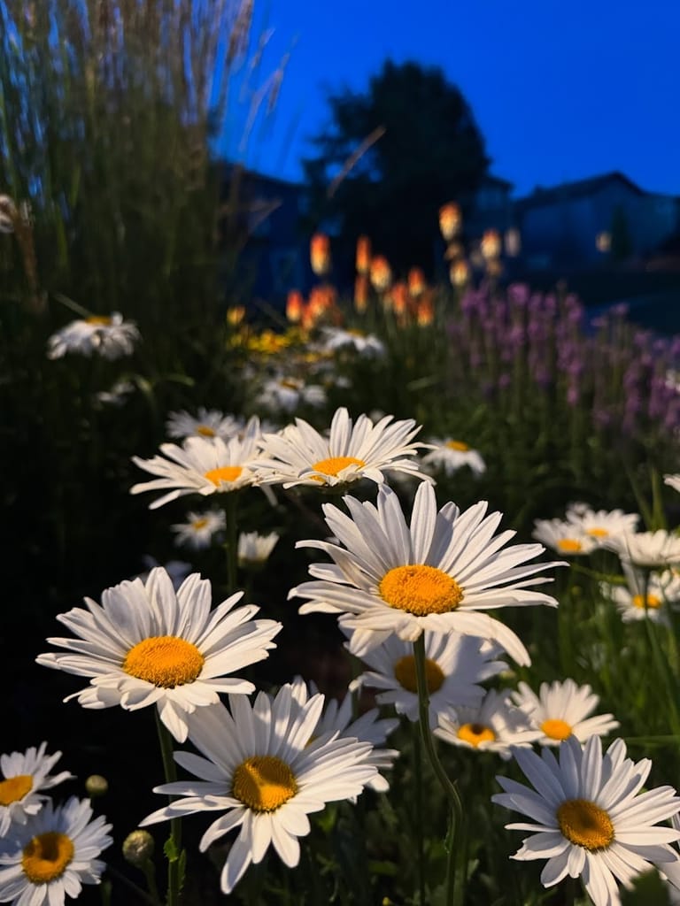 Firelight Park atmosphere and seating