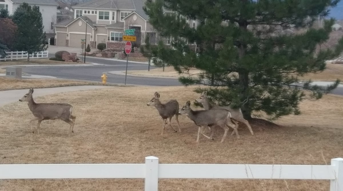 Carriage Club Estates Park featured offerings