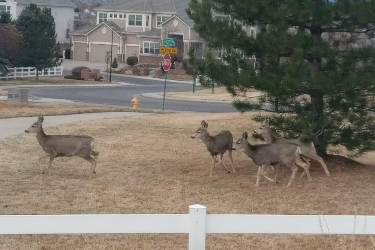 Carriage Club Estates Park featured offerings