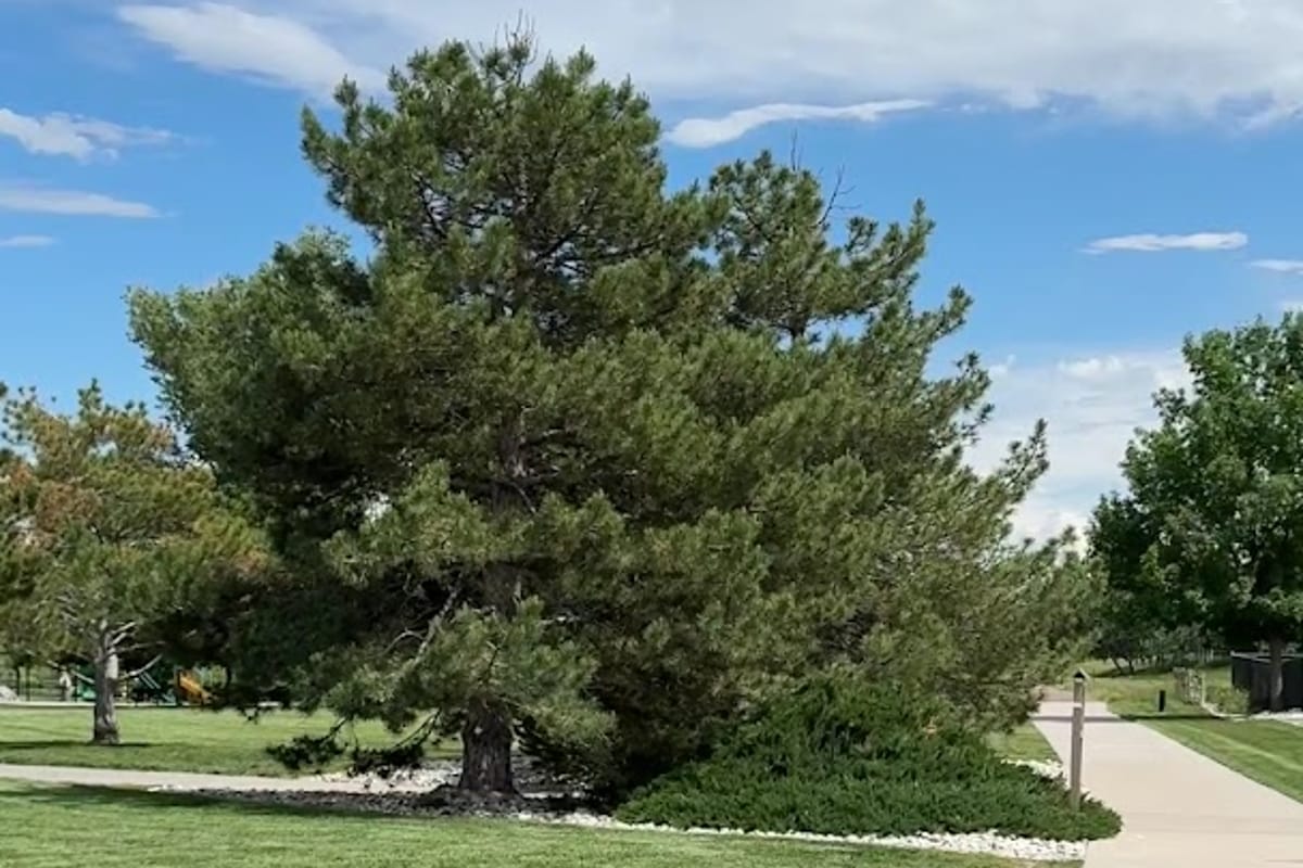 Cottonwood Park West Playground exterior entrance