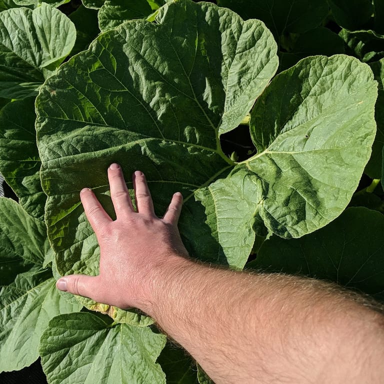 Interior view of Farmers Community Garden