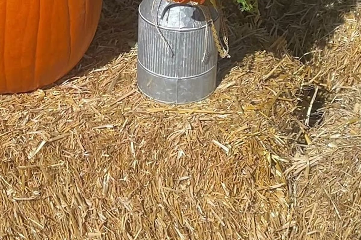 Interior view of Barnside Pumpkins