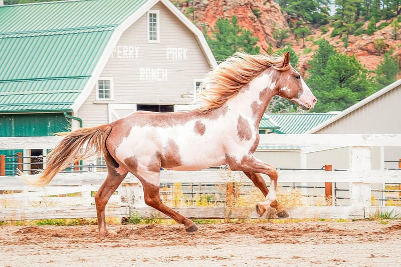 Perry Park Ranch park in Larkspur, Colorado