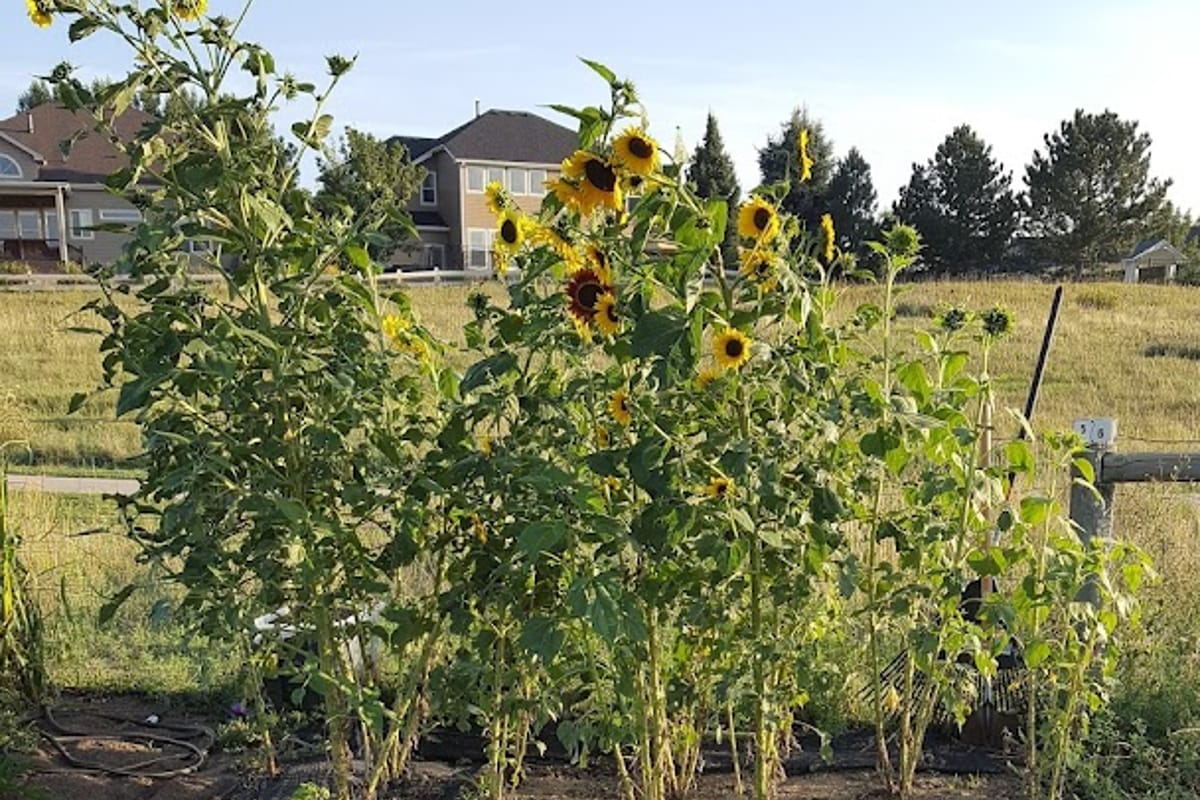 Farmers Community Garden atmosphere and seating