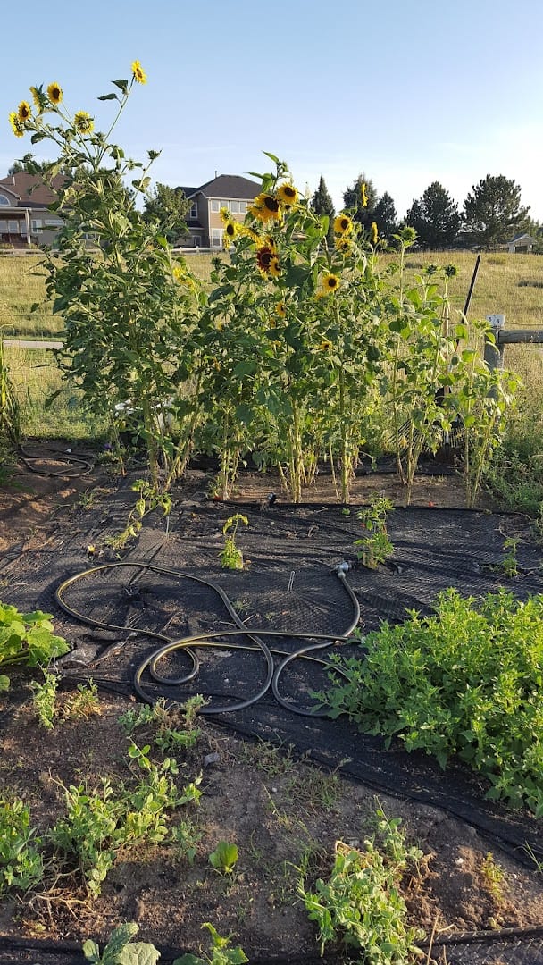 Farmers Community Garden atmosphere and seating
