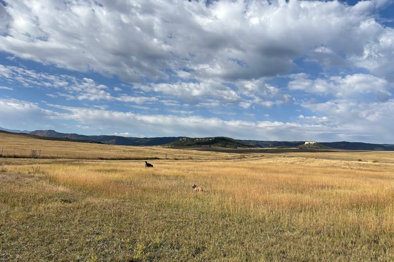 Devon’s Dog Park park in Larkspur, Colorado