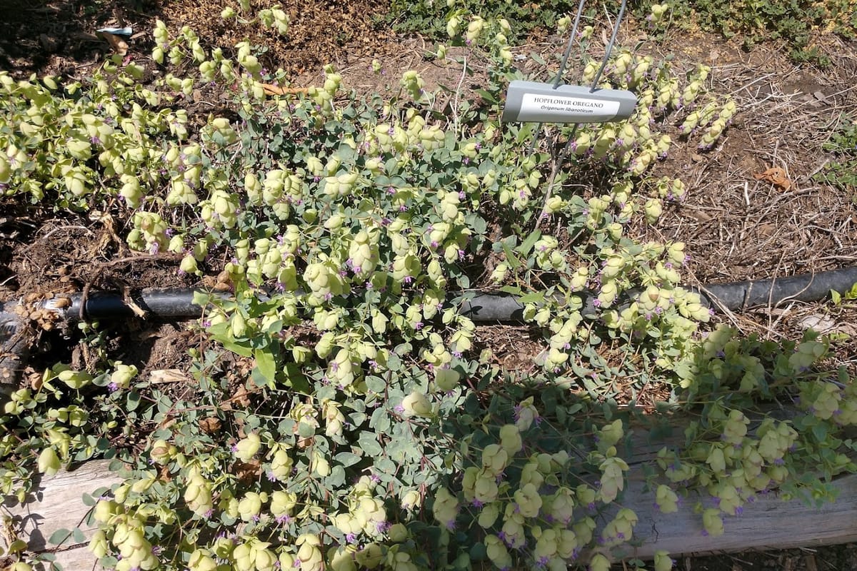 Sedalia Museum and Gardens featured offerings