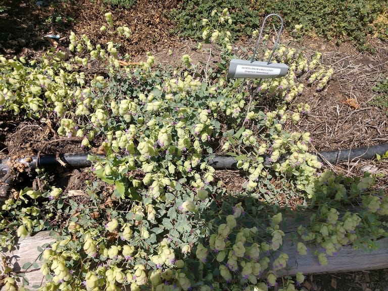 Sedalia Museum and Gardens featured offerings