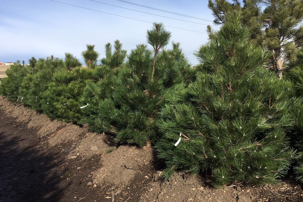 Tree Source - Parker featured offerings