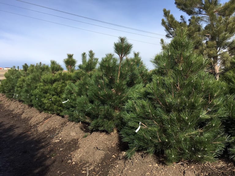 Tree Source - Parker featured offerings